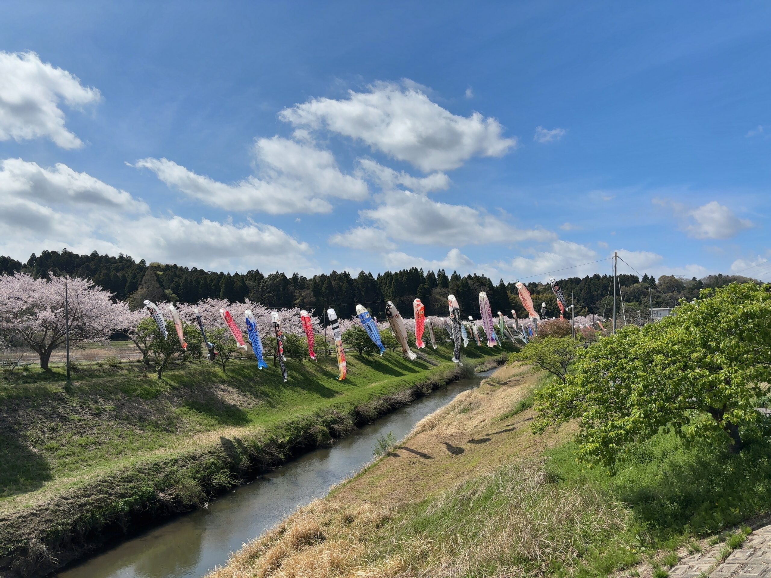 無料で楽しむGWの穴場スポット。市原市瀬又で鯉のぼり鑑賞