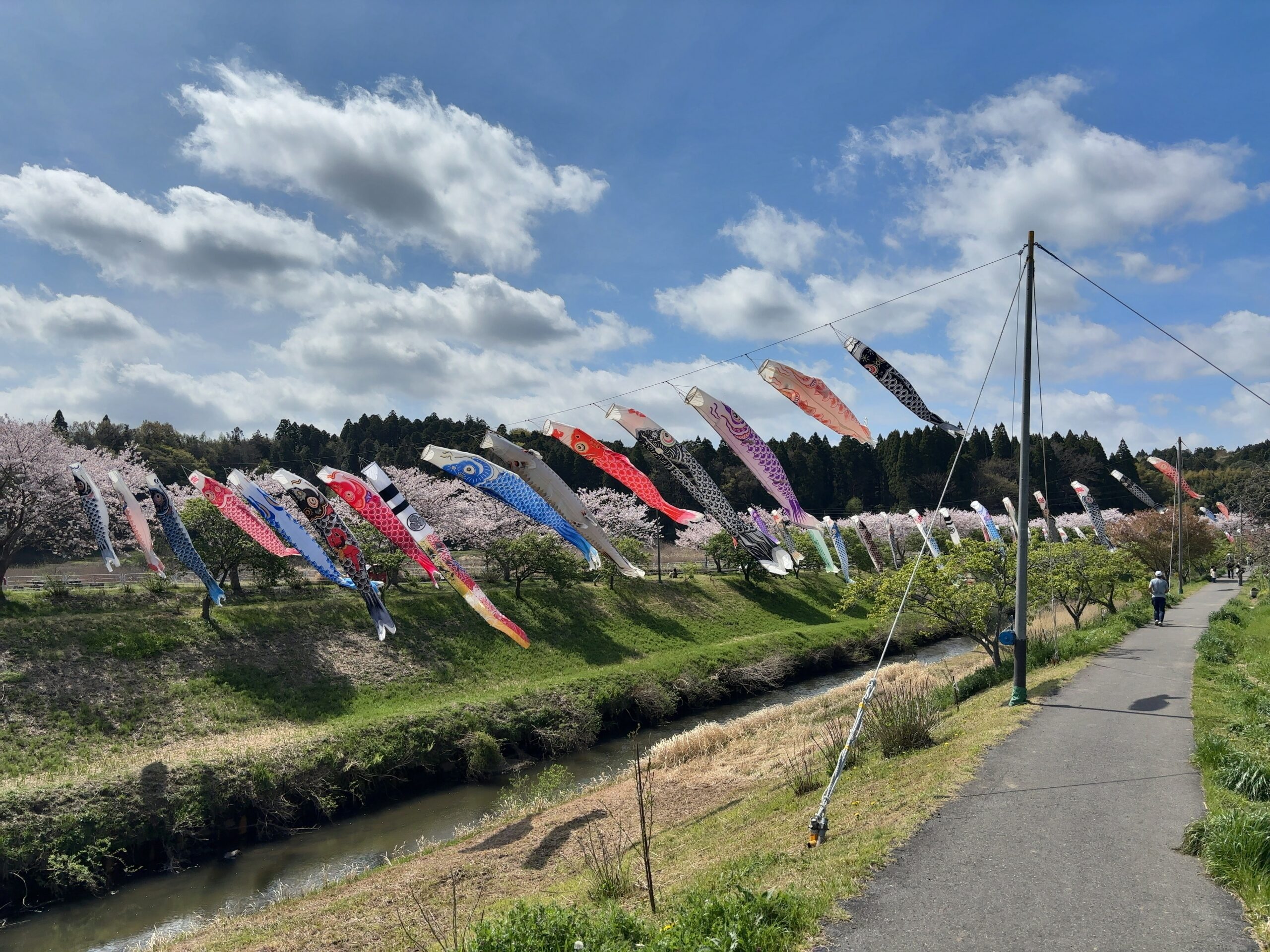 無料で楽しむGWの穴場スポット。市原市瀬又で鯉のぼり鑑賞