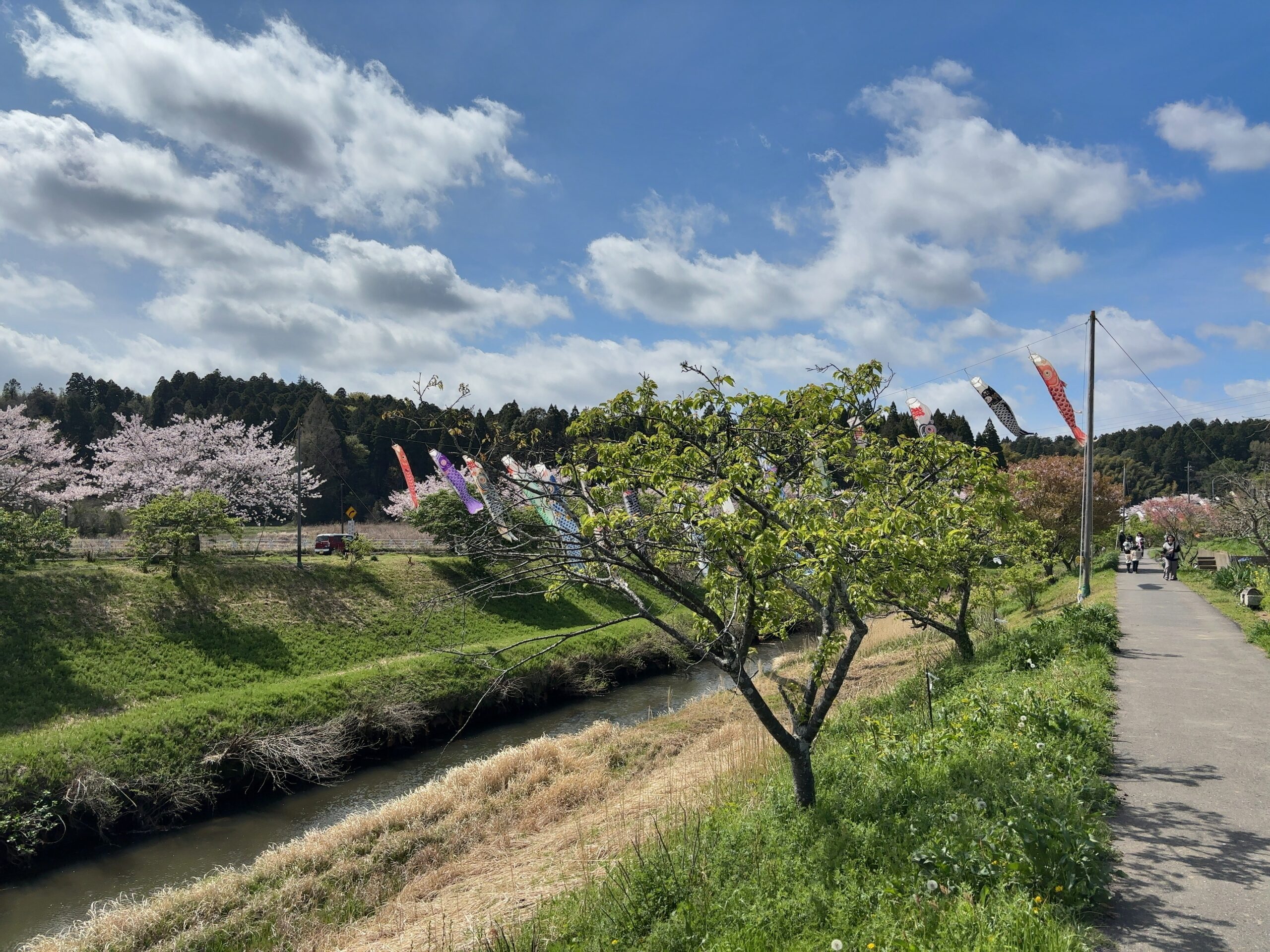 無料で楽しむGWの穴場スポット。市原市瀬又で鯉のぼり鑑賞