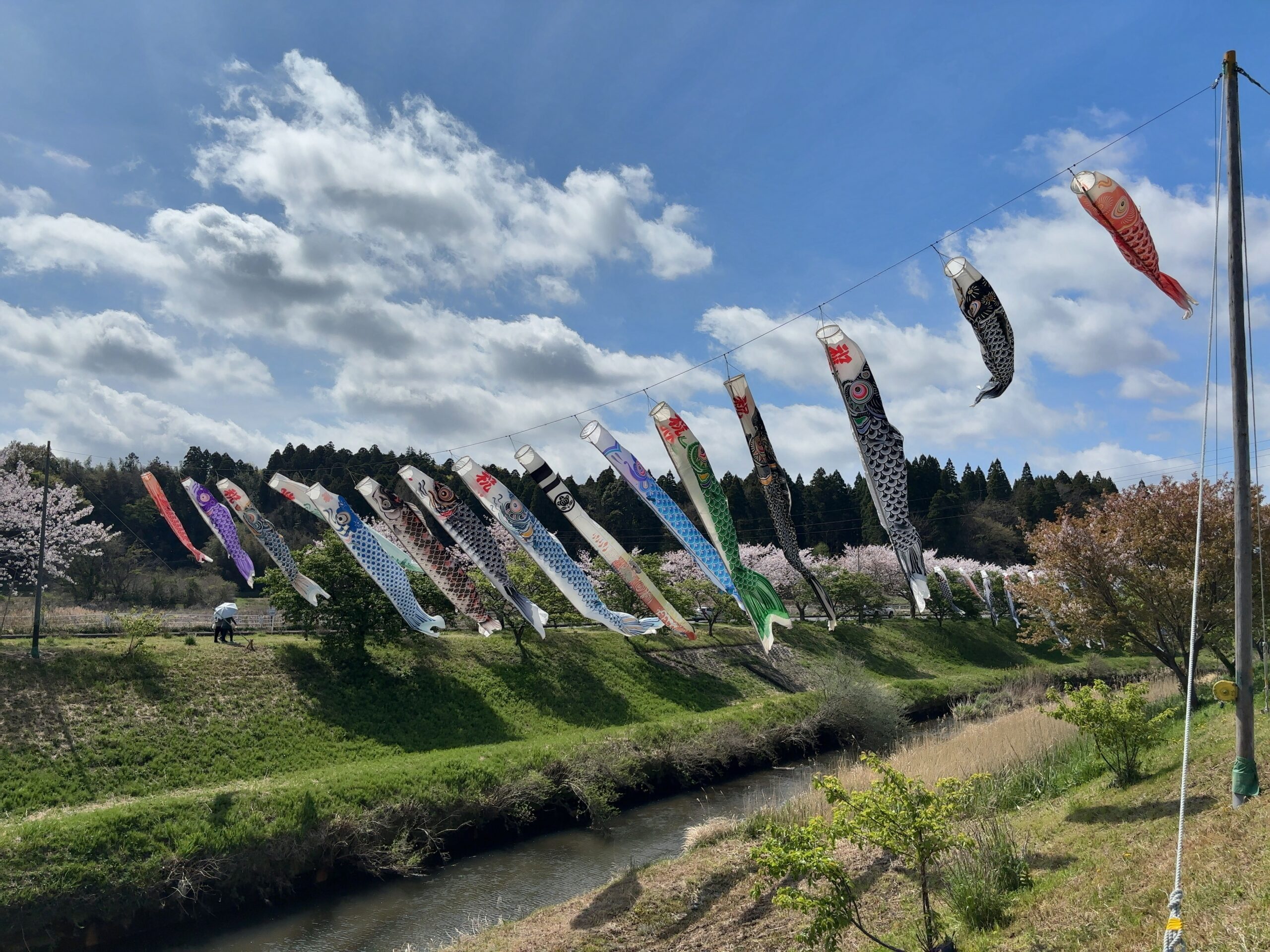 無料で楽しむGWの穴場スポット。市原市瀬又で鯉のぼり鑑賞