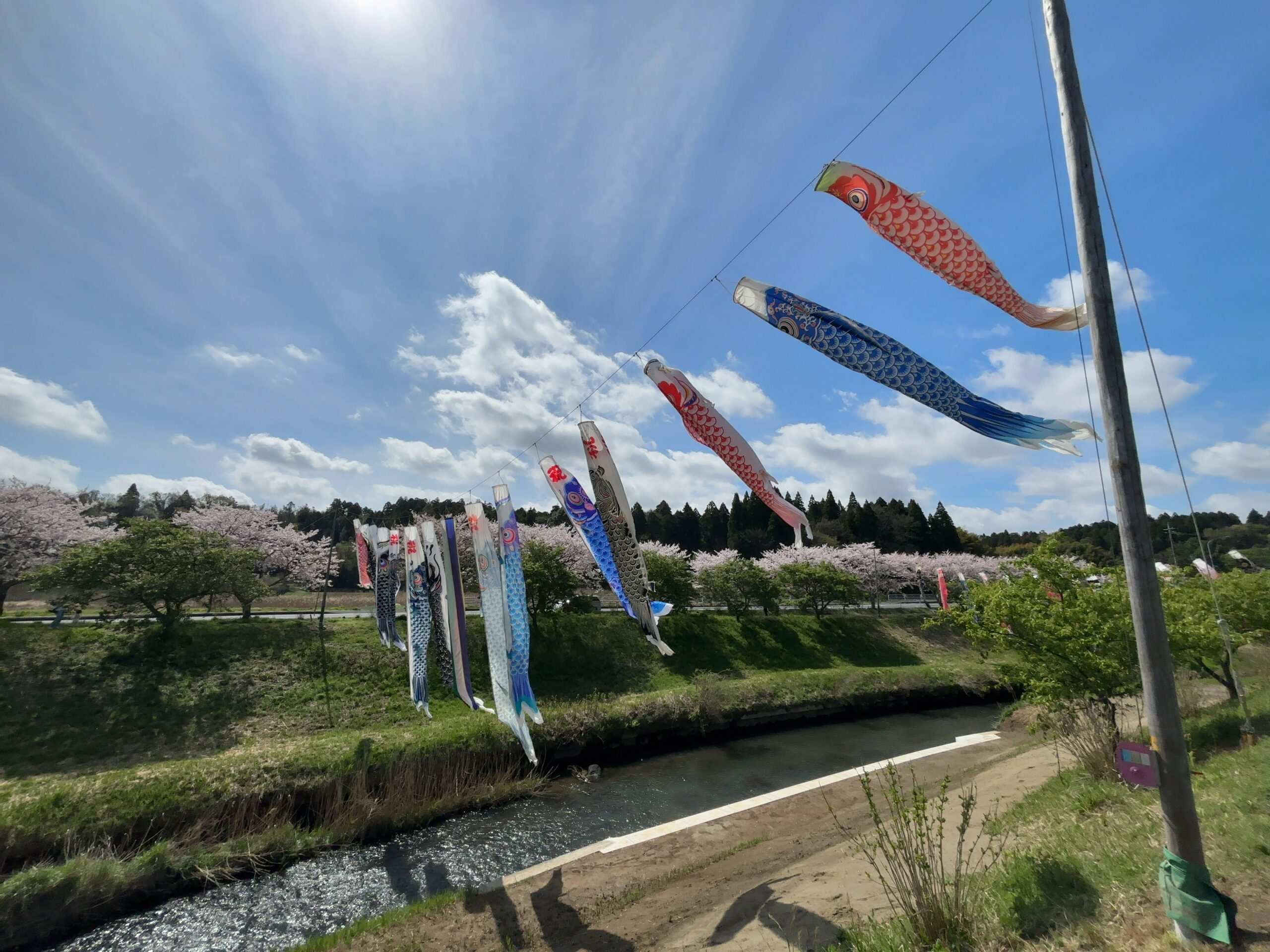 無料で楽しむGWの穴場スポット。市原市瀬又で鯉のぼり鑑賞