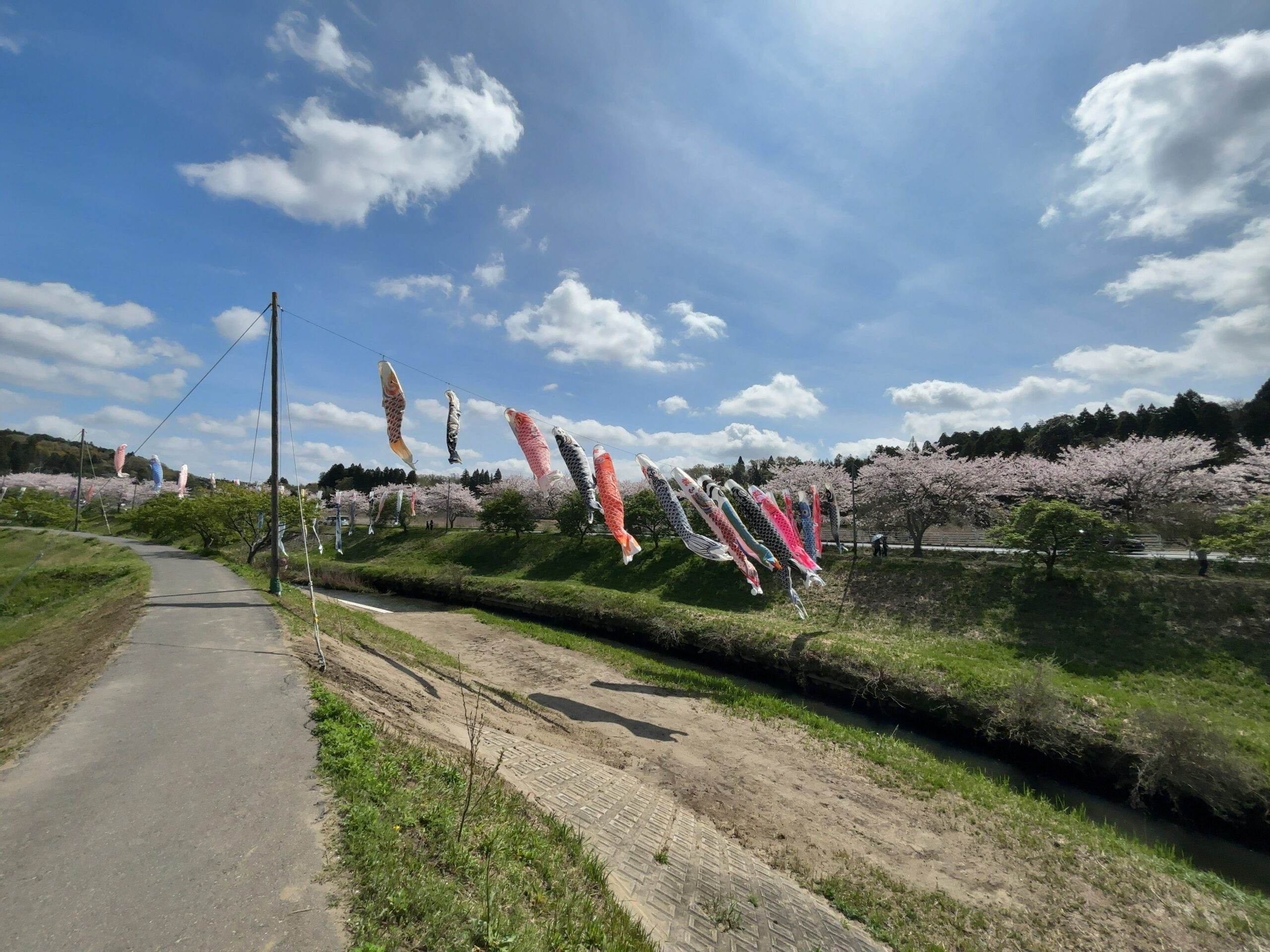 無料で楽しむGWの穴場スポット。市原市瀬又で鯉のぼり鑑賞