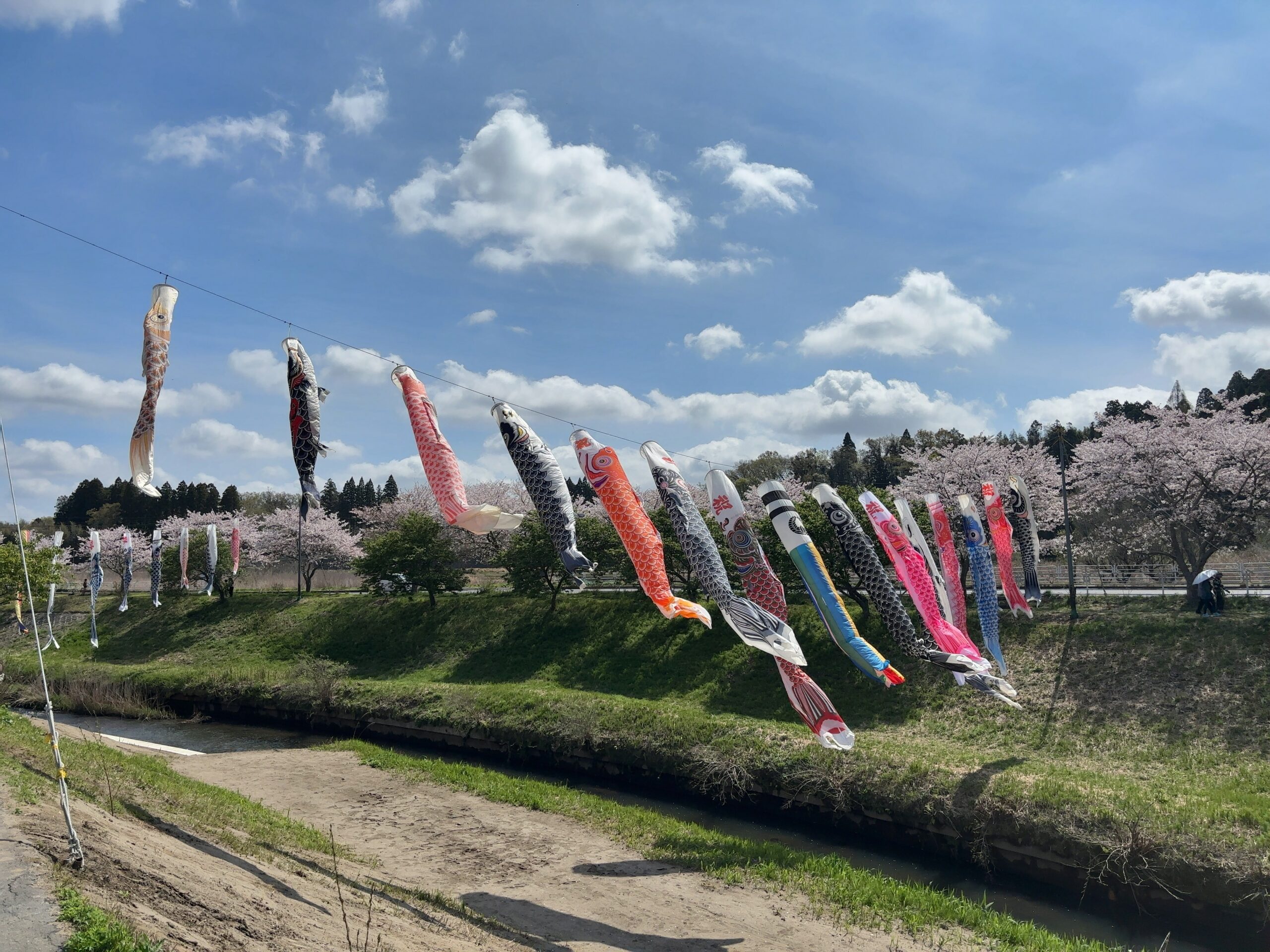 無料で楽しむGWの穴場スポット。市原市瀬又で鯉のぼり鑑賞