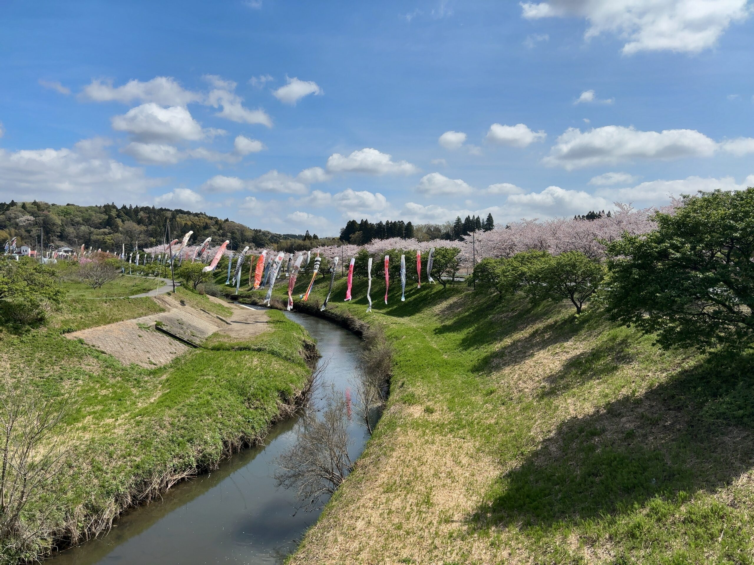 無料で楽しむGWの穴場スポット。市原市瀬又で鯉のぼり鑑賞