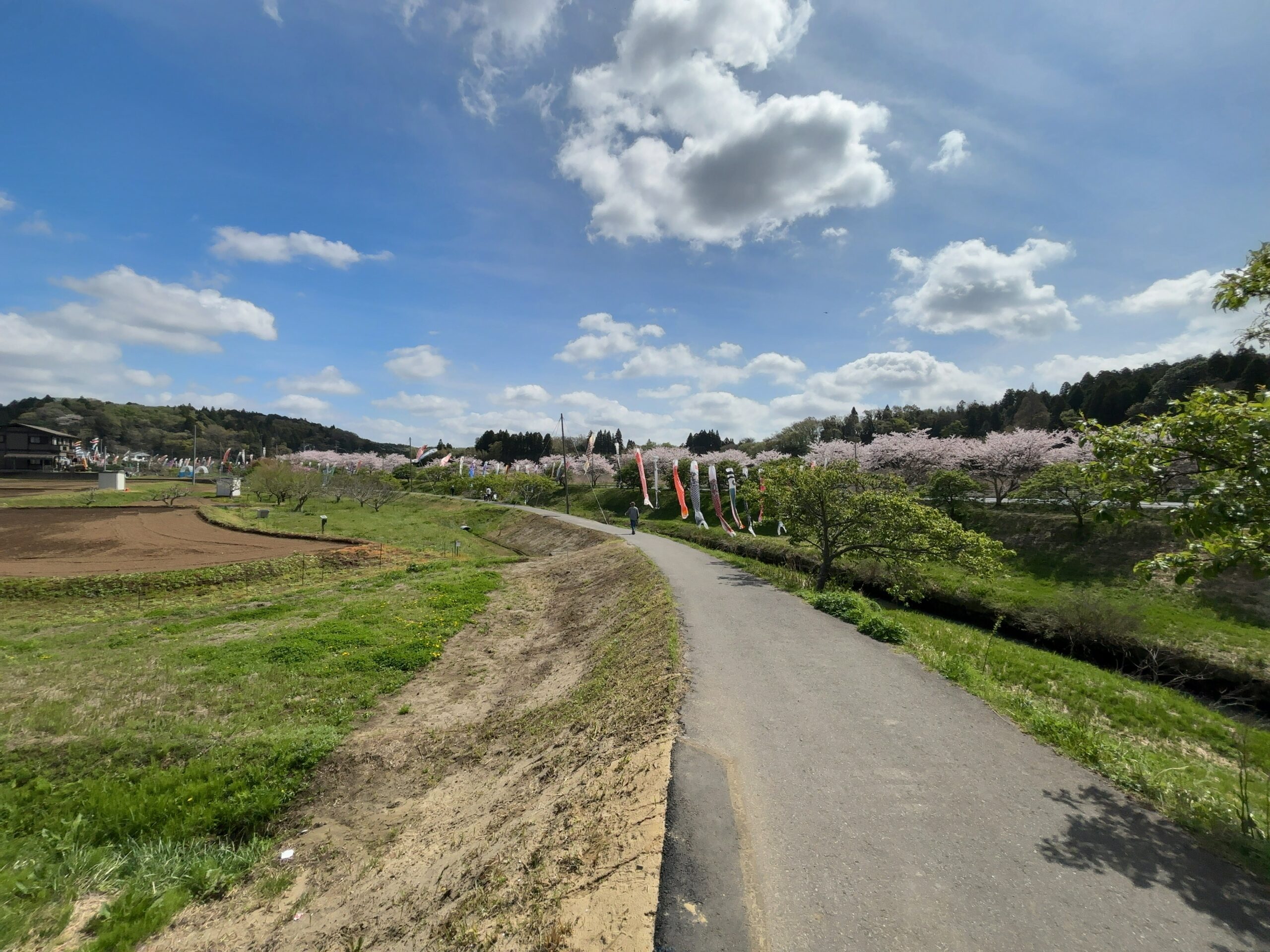 無料で楽しむGWの穴場スポット。市原市瀬又で鯉のぼり鑑賞