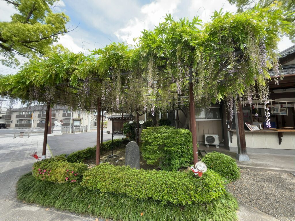 市原市五井｜大宮神社の藤棚
