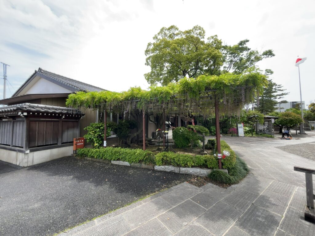 市原市五井｜大宮神社の藤棚