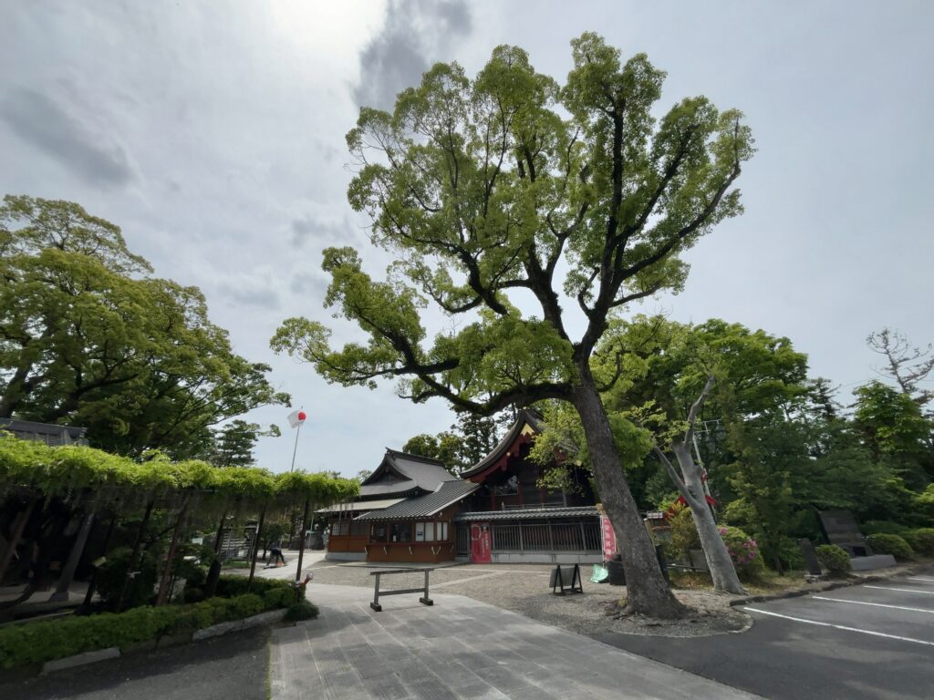 市原市五井｜大宮神社の藤棚